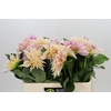 Dahlia Cafe Au Lait