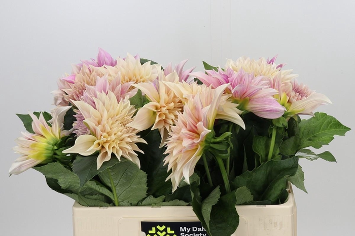 Dahlia Cafe Au Lait