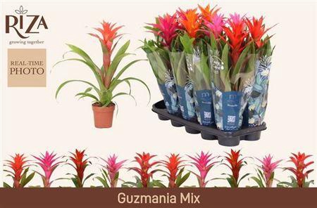 <h4>Guzm Gem 5 Srt+ Keramiek</h4>