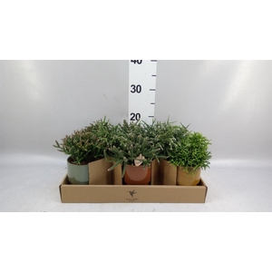 Rhipsalis   ...mix
