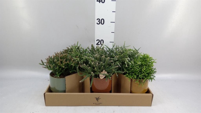 <h4>Rhipsalis   ...mix</h4>
