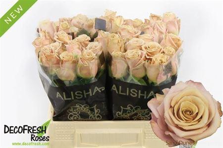 <h4>R Gr Sand Dune</h4>