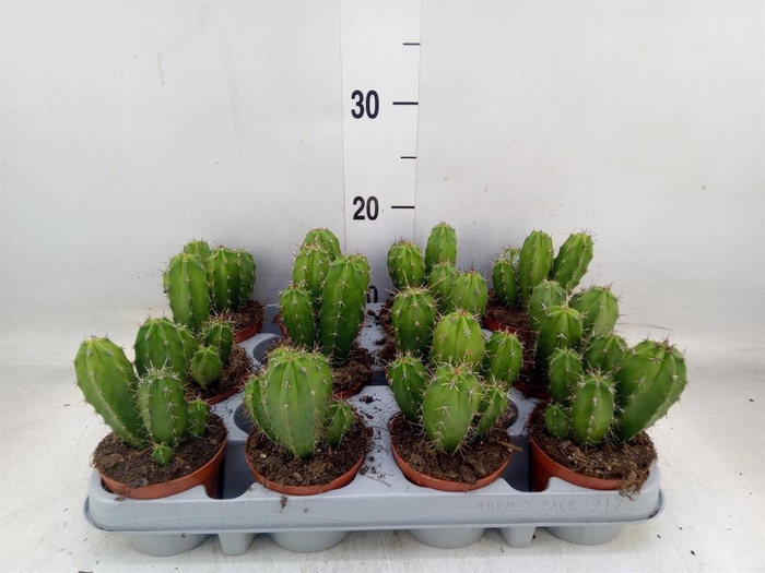 <h4>Polaskia chichipe</h4>