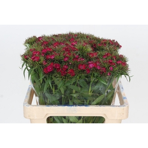 Dianthus Br Amazon Neon Cherry