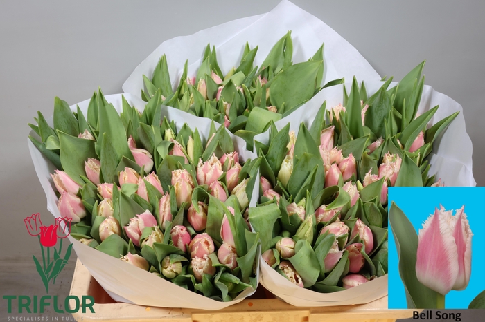 <h4>TU FR BELL SONG</h4>