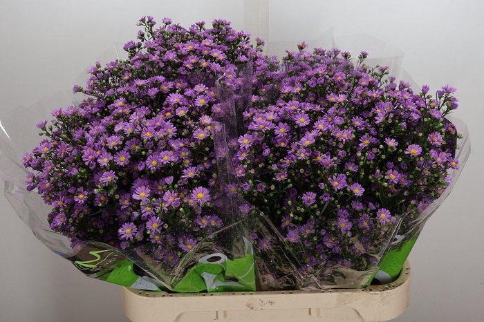 <h4>Ast Teeny Tiny Pink</h4>