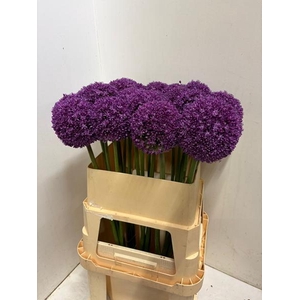 ALLIUM AMBASSADOR