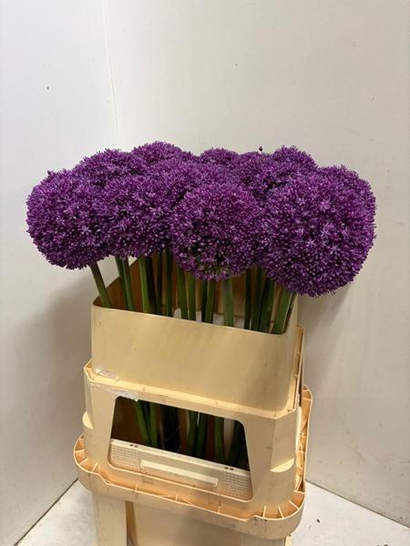 <h4>ALLIUM AMBASSADOR</h4>