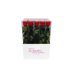 Arrangementen Potroos H%