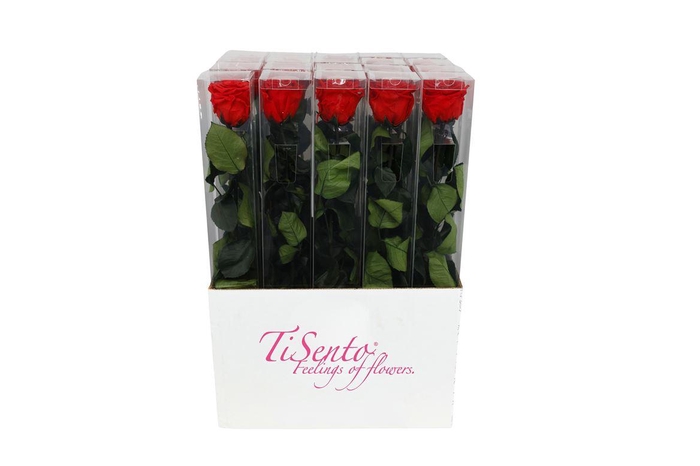 <h4>Arrangementen Potroos H%</h4>