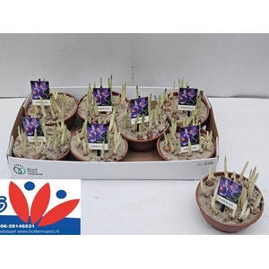 CROCUS FLOWER RECORD