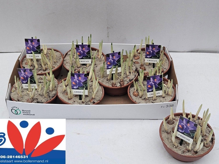 <h4>CROCUS FLOWER RECORD</h4>