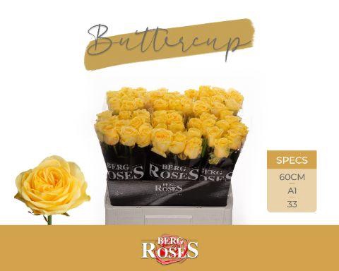 <h4>R GR BUTTERCUP .</h4>