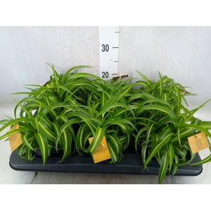 Chlorophytum com. 'Bonnie'