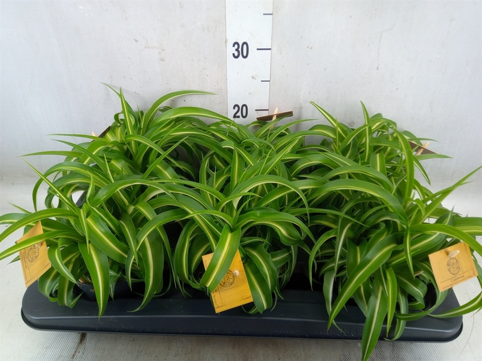 <h4>Chlorophytum com. 'Bonnie'</h4>