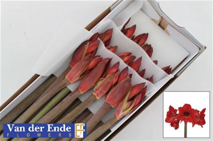 <h4>Hipp Co Rapido</h4>