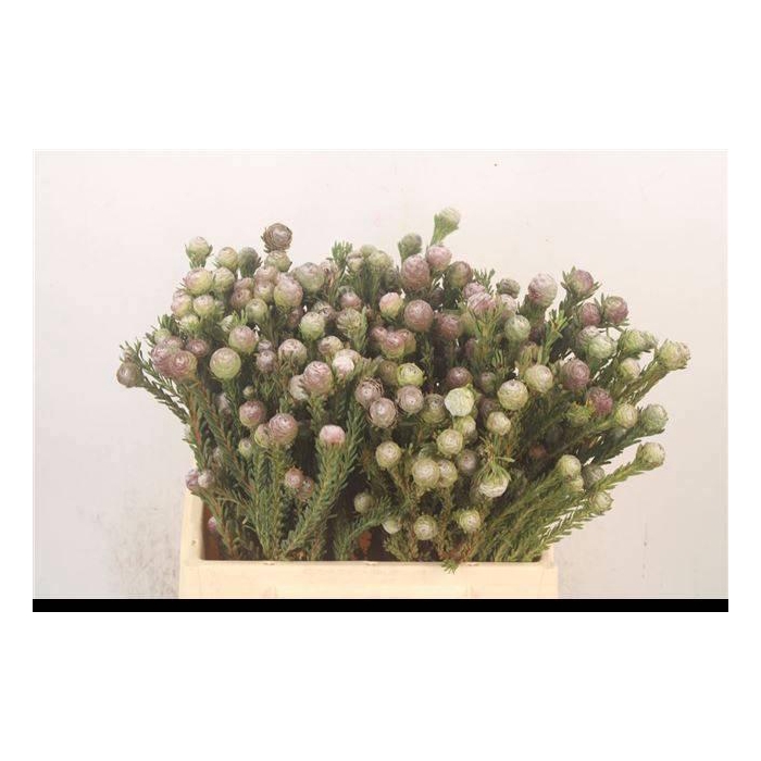 <h4>KAAPS GROEN</h4>