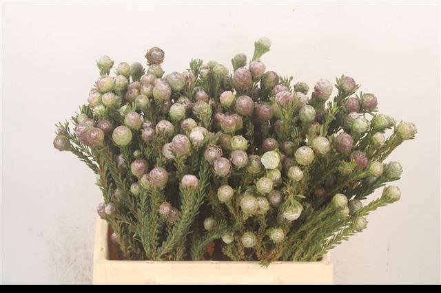 <h4>KAAPS GROEN</h4>