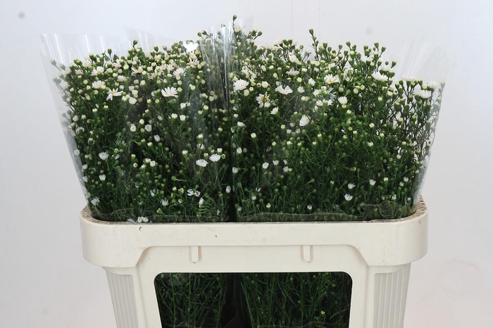 <h4>Aster Paquita</h4>