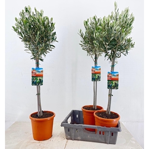 OLEA EUROPAEA