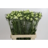 Scabiosa atropurpurea Focal Scoop White