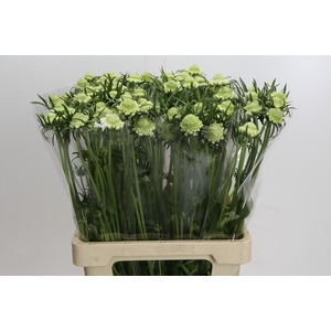 Scabiosa atropurpurea Focal Scoop White