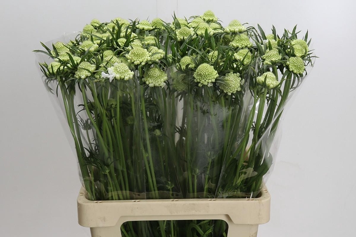 <h4>Scabiosa atropurpurea Focal Scoop White</h4>