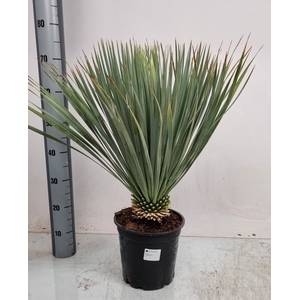 YUC ROSTRATA
