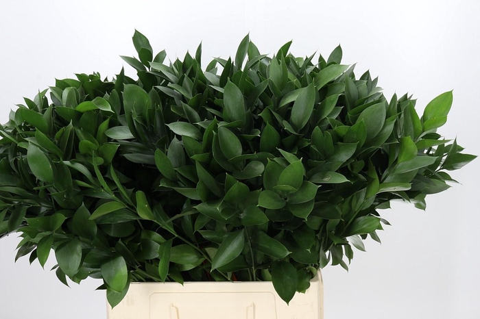<h4>Ruscus Hypophyllum</h4>