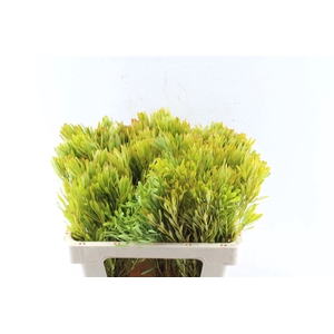 Leucad Platyspermum