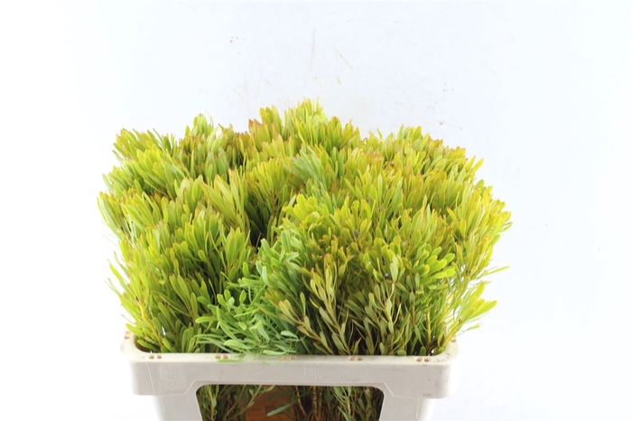 <h4>Leucad Platyspermum</h4>