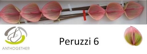 <h4>Anthurium Peruzzi</h4>