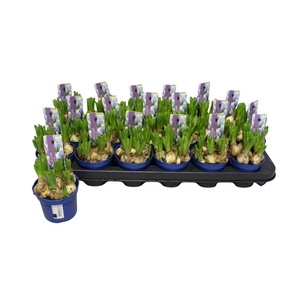 MUSCAR MOUNTAIN LADY