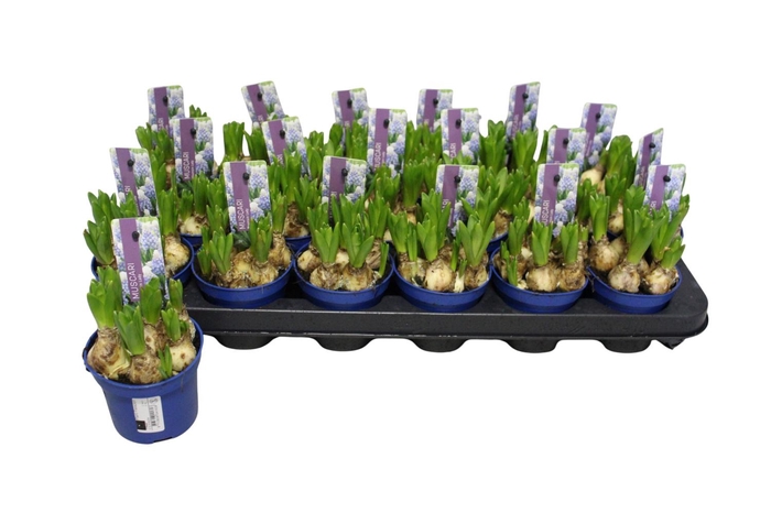 <h4>MUSCAR MOUNTAIN LADY</h4>