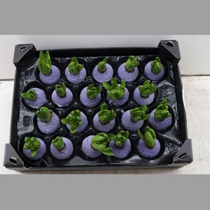 Wax Hyacinth Gl Lavendel