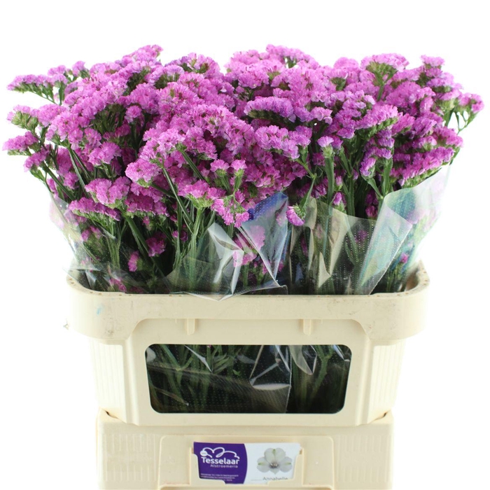 <h4>Limonium St Pink Birds X50</h4>