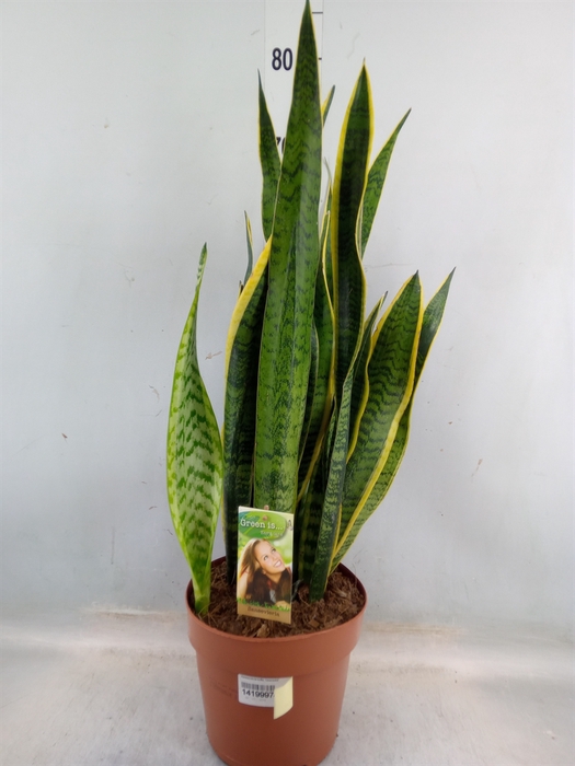 <h4>Sansevieria trifa. 'Laurentii'</h4>