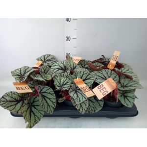Begonia BD 'MagicColours Fedor'