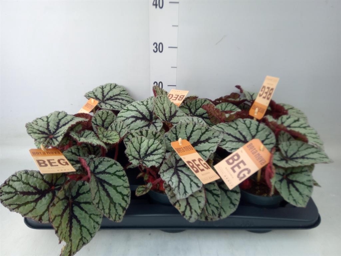<h4>Begonia BD 'MagicColours Fedor'</h4>