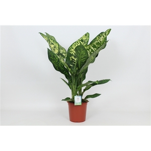 Purify Dieffenbachia Crown 24 cm