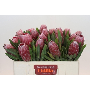 Protea Pink Ice