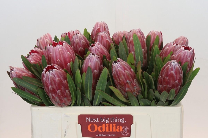 <h4>Protea Pink Ice</h4>