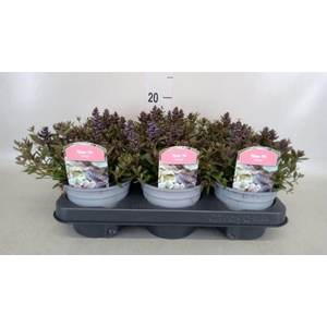 Ajuga reptans 'Braunherz'