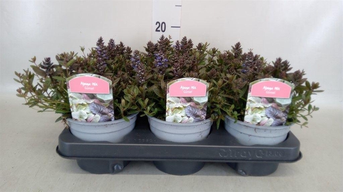 <h4>Ajuga reptans 'Braunherz'</h4>