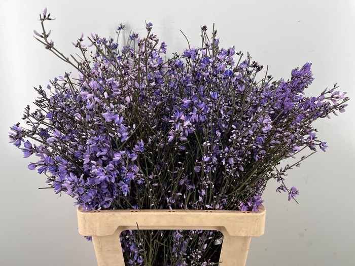 <h4>GENISTA KLB BS H%</h4>