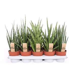 Sansevieria cylindrica overig
