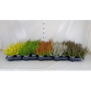 Calluna vulg. 'Garden G Sunset Lin'