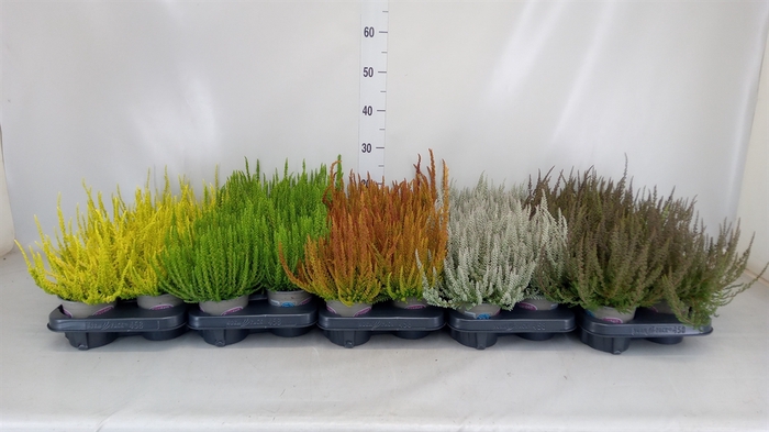 <h4>Calluna vulg. 'Garden G Sunset Lin'</h4>