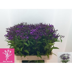 VERNONIA CRINITA