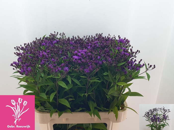 <h4>VERNONIA CRINITA</h4>